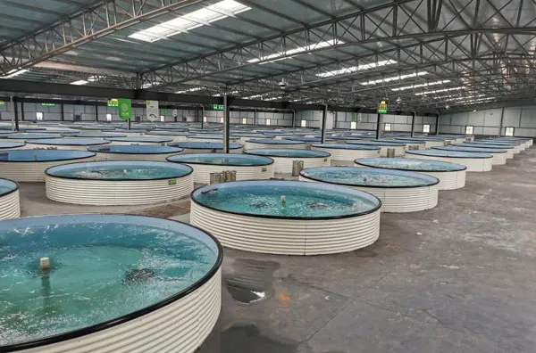 Indoor Aquaculture Warehouse Steel Construction